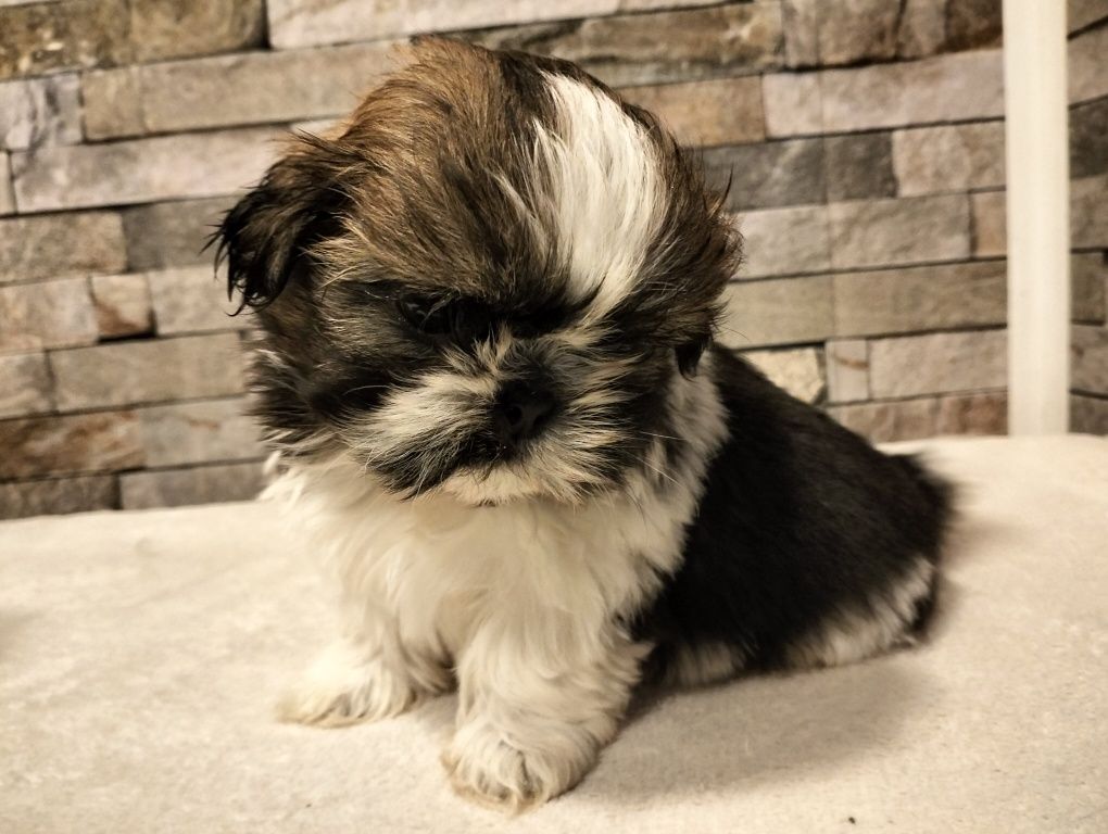 Piękny piesek shih tzu Miniaturka