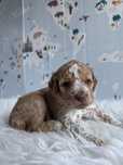 Lagotto Romagnolo - pomarańczowa sunia ZKwP FCI