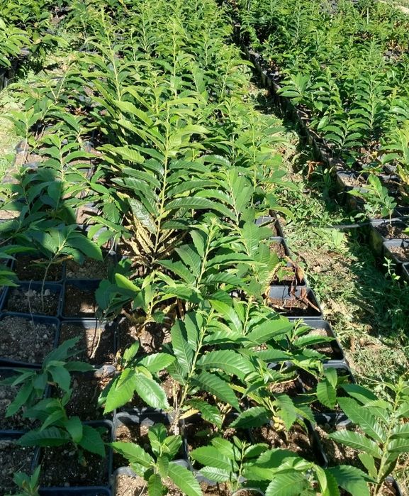 castanheiros híbridos (in  vitro) em vaso de 6l