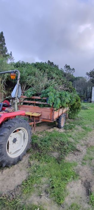Limpeza de Terrenos e corte de árvores