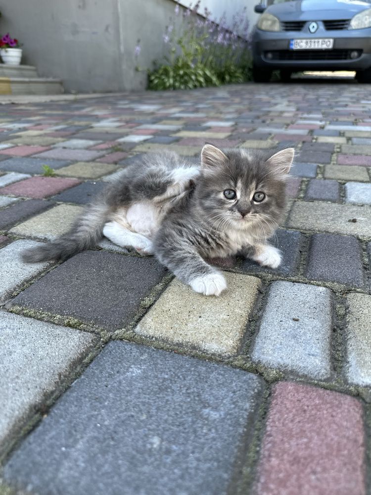 Котики в добрі руки