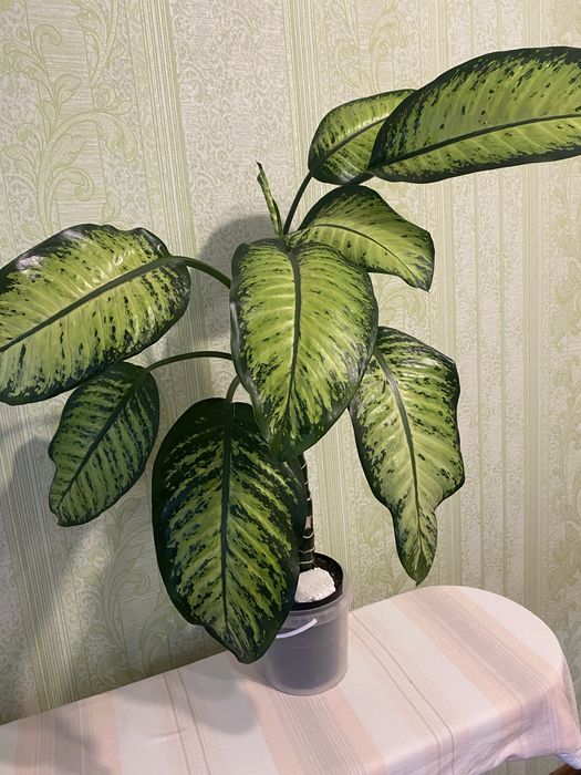 Диффенбахия взрослая