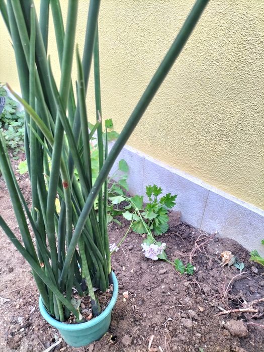 Cato de folha tipo flecha