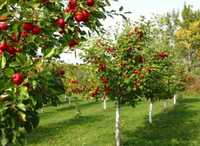 Обрезка фруктовых деревьев и кустарников