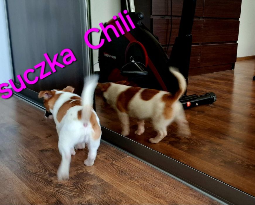 Suczka krótkowłosa Jack Russell niskie nóżki RODZICE w hodowli