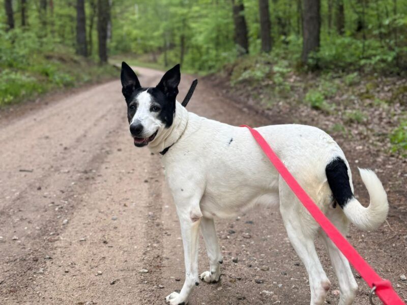 Łaciata Fina do adopcji