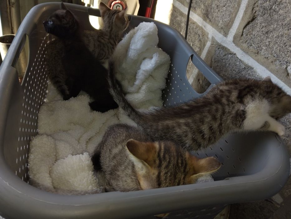 Dou gatinhos meigos e fofos