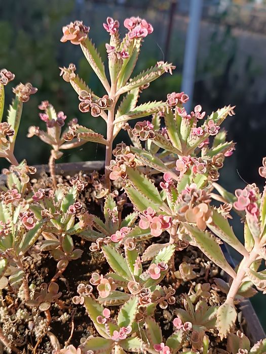 Каланхое"рожеві метелики" (розовые бабочки)pink butterflies 20-50грн