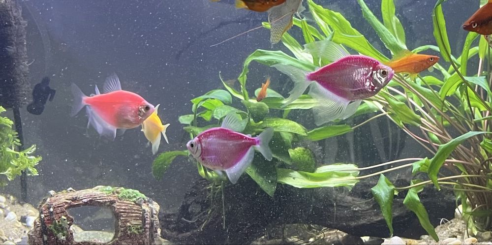 Tetry fluo-żałobniczki