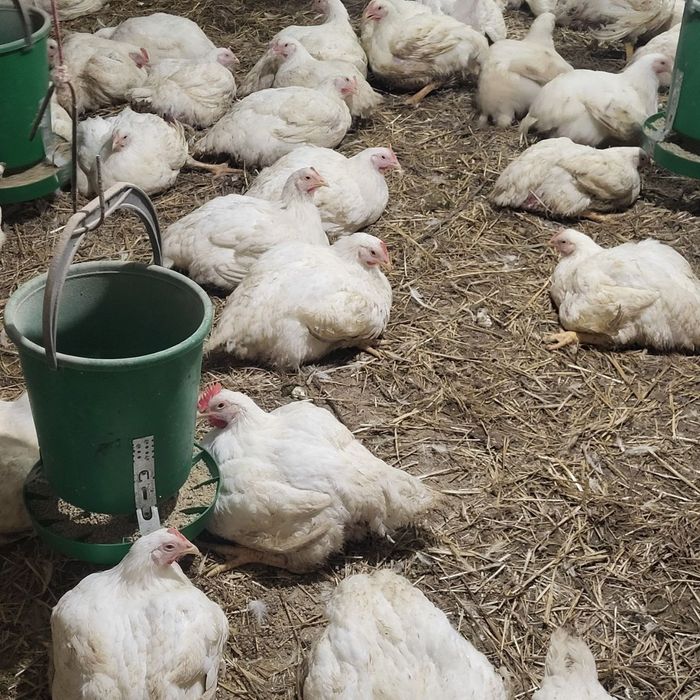 Тушка домашнего бройлера