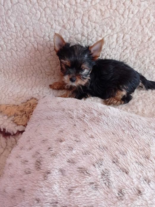 Majlo ,malutki   szczeniaczek Yorkshire   gotowy do zmiany domku
