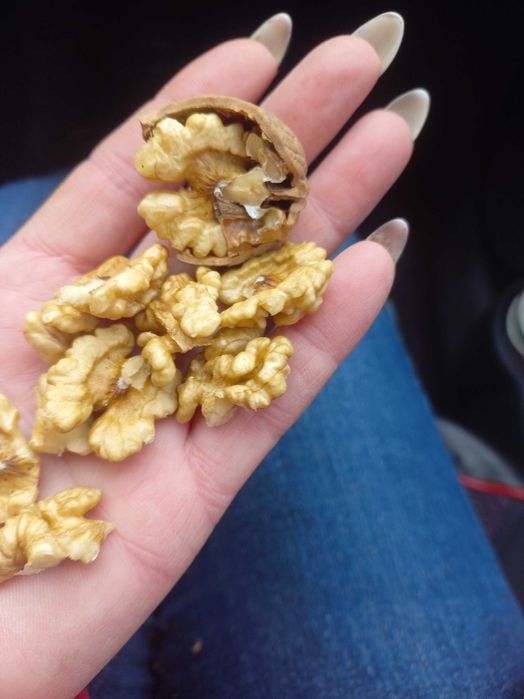 Продам грецький горіх