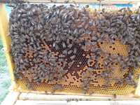 Odkłady rodziny pszczele pszczoły krainka wysyłka