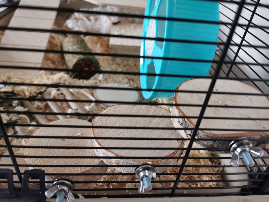 Nowe 3 sztuki plastry drewna brzoza dla papug chomika bądź myszki