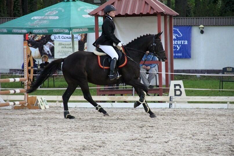 Тренування по конному спорту, основи верхової їзди та прогулянки верхи