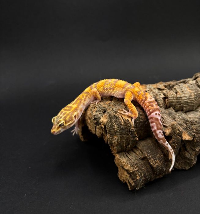 Gekon Lamparci (Eublepharis Macularius)