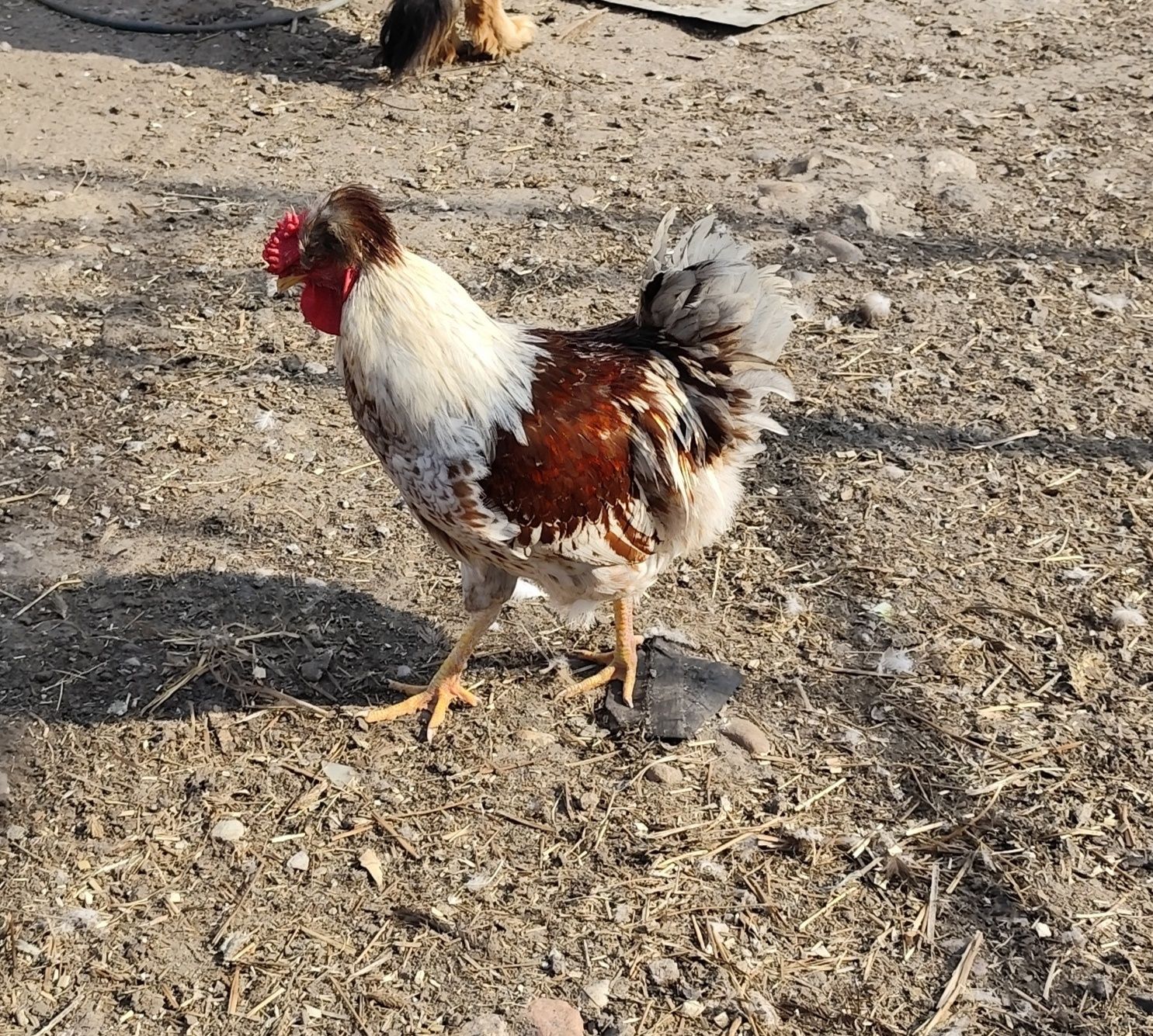 Czubatka porcelanowa para