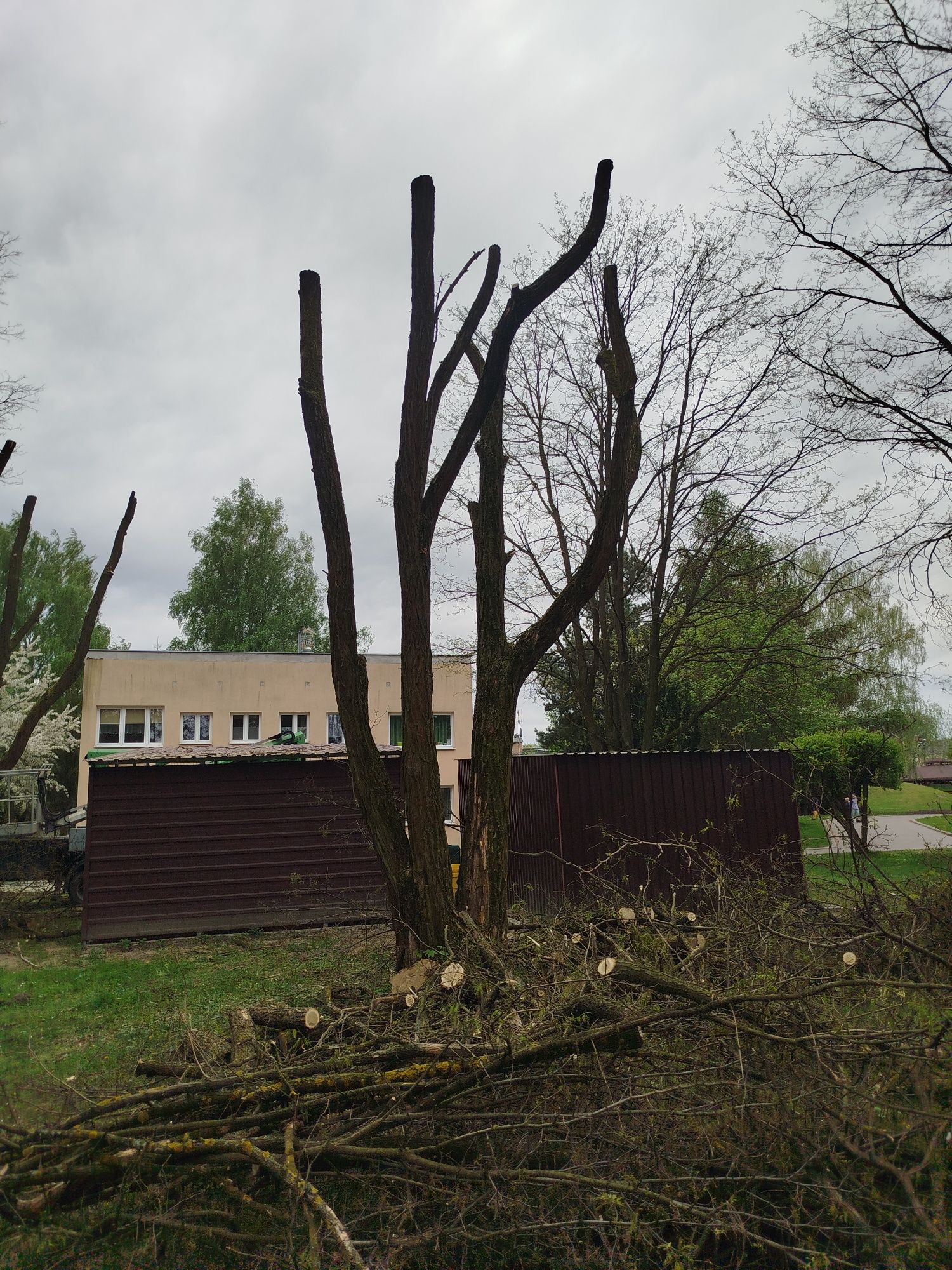 Mycie elewacji oraz malowanie, zwyżka, usługi, Ścinka, wycinka drzew