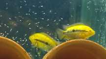 Herotilapia multispinosa (ciclídeo Arco-íris)