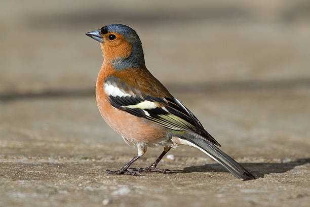 Varias aves anilhadas 2024/2025