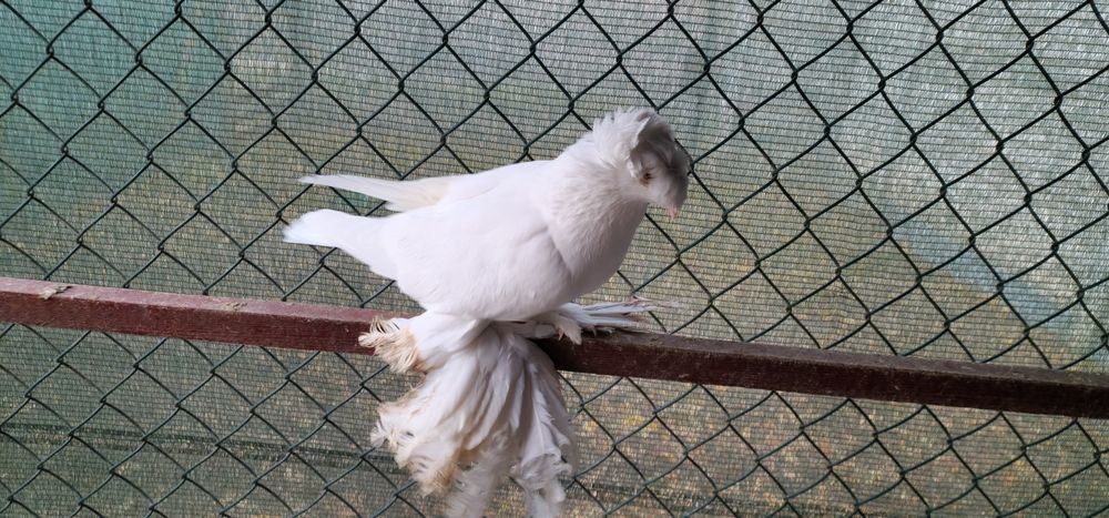 Turkot niemiecki dwuczuby golebie turkoty