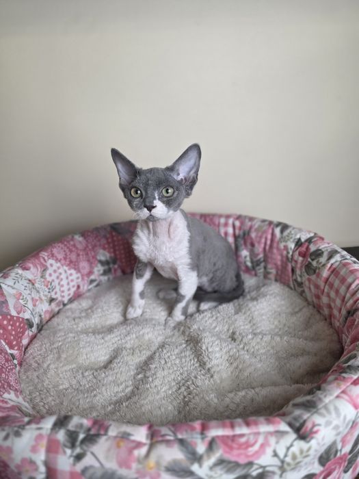 Śliczny kocurek Devon rex