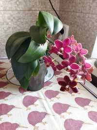 Орхидеи орхидея Эсмеральда