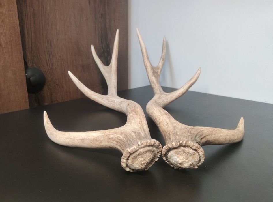 Para zrzutów jelenia SIKA poroże parostki myłkus