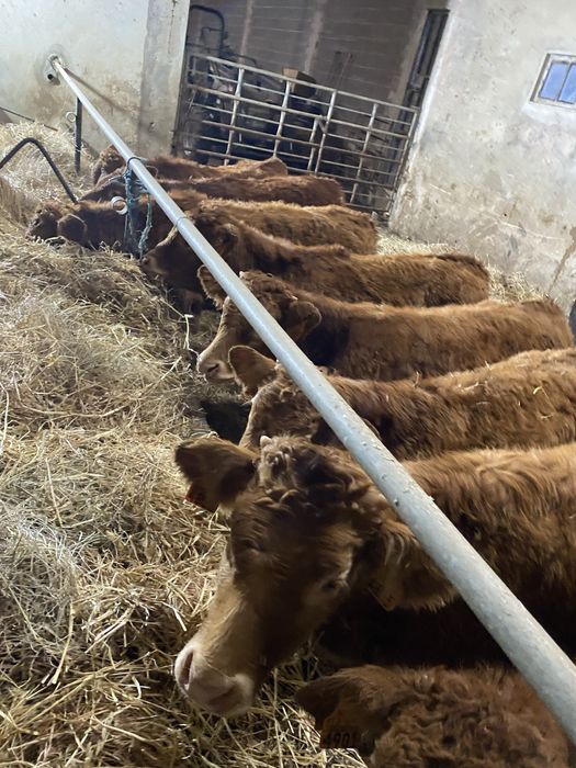 Vitelos cx de Limousines