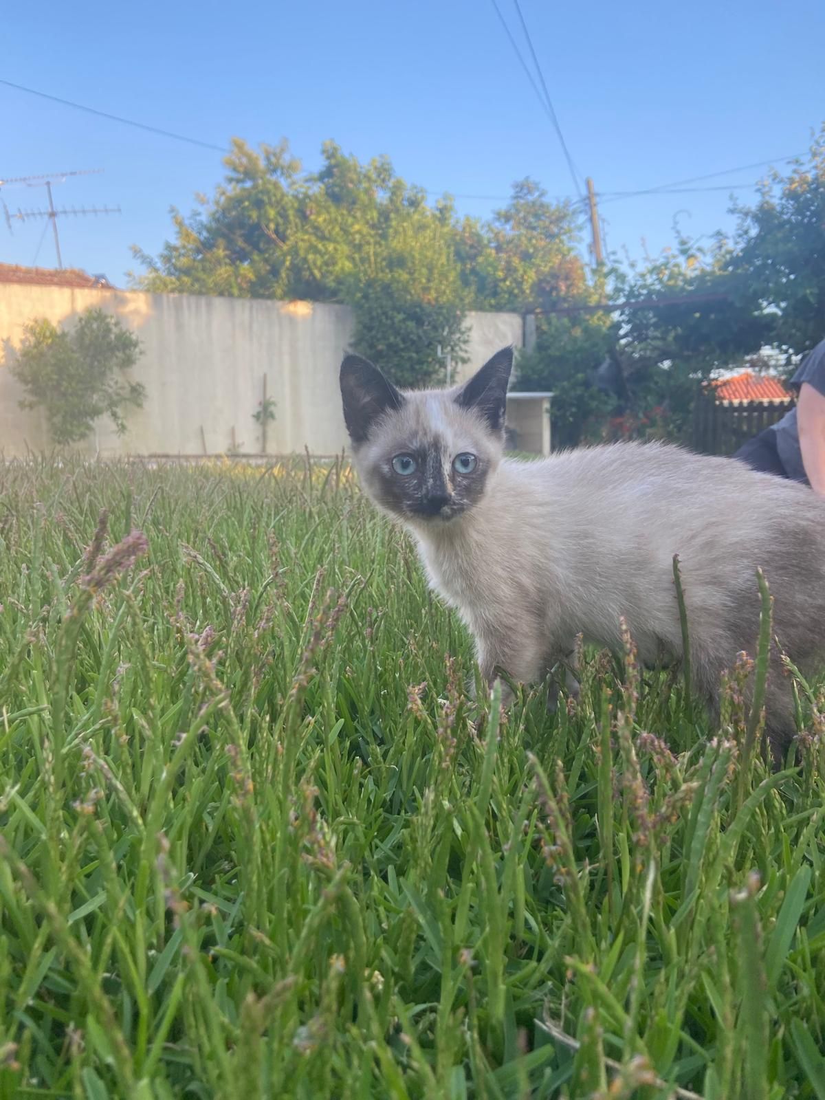 Gatinhas para adoção responsavel