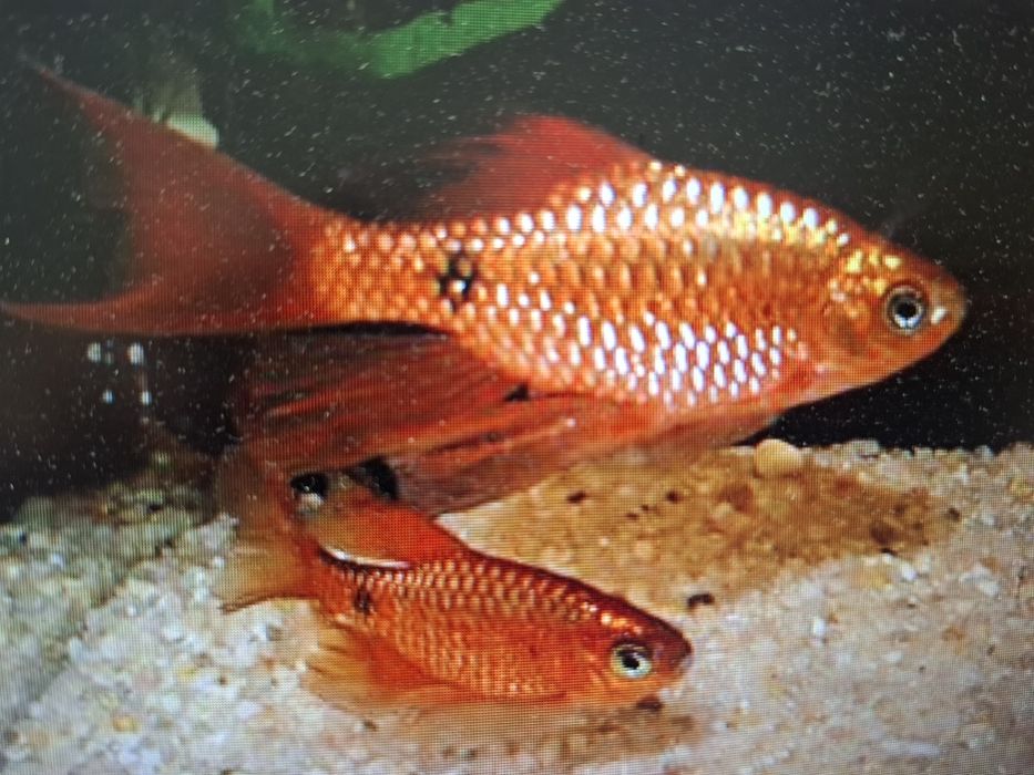 Brzanka różowa ( Pethia conchonius)