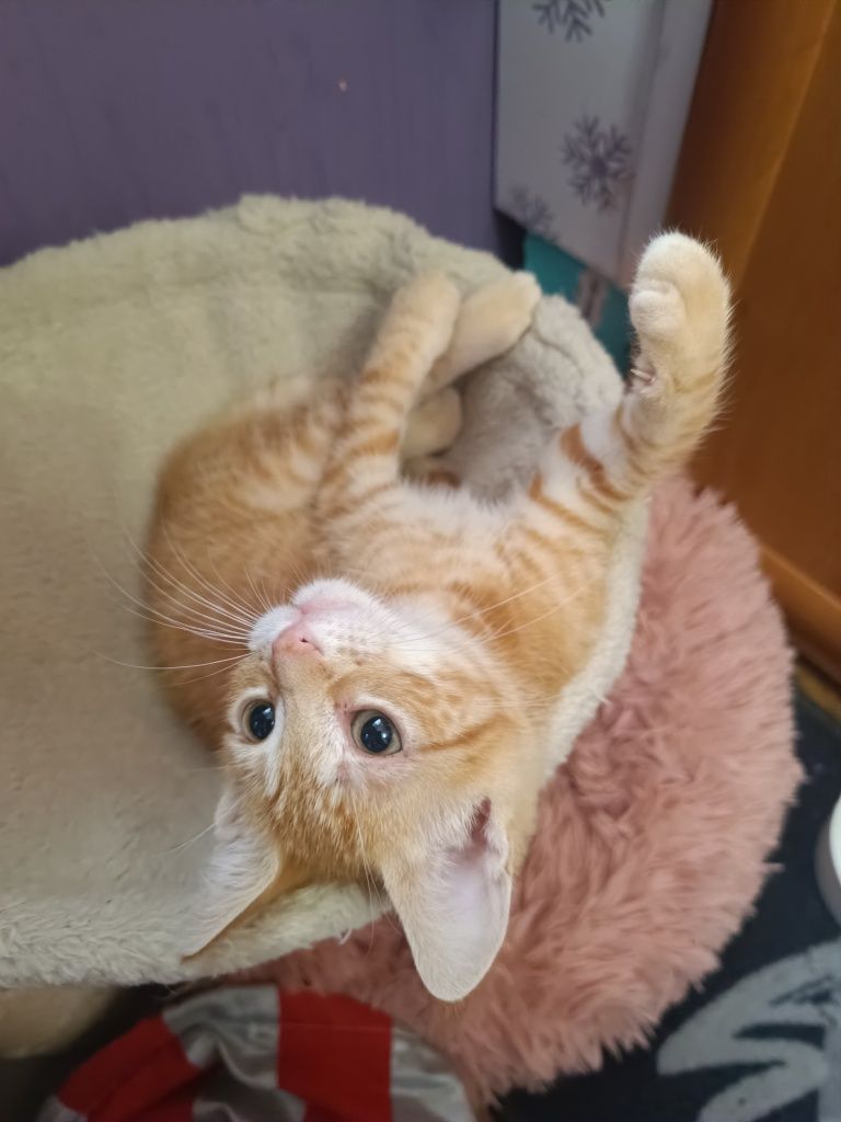 Cudo ruda koteczka Nala do adopcji