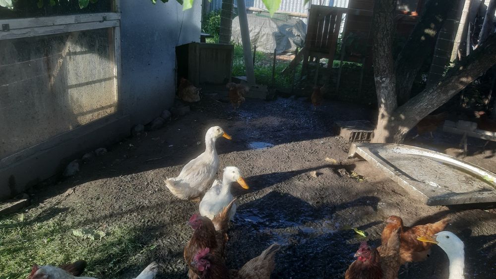 Kaczki piżmowe mięsne