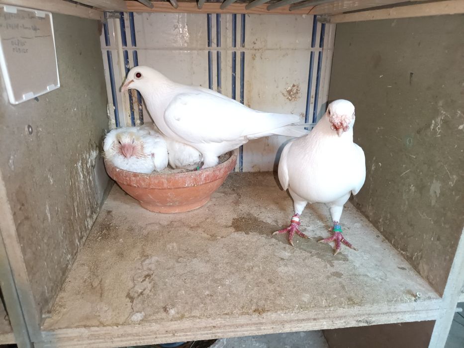 Pombos correios linha antiga