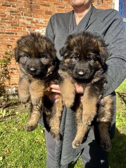 Owczarek Niemiecki Długowłosy