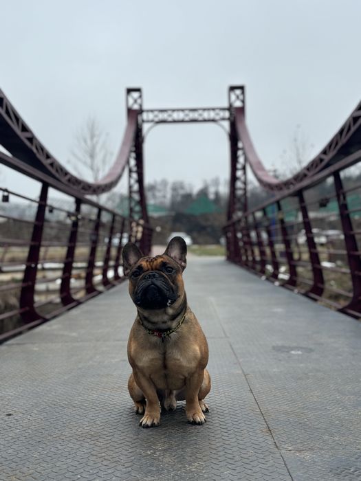 Французький бульдог (Вязка)