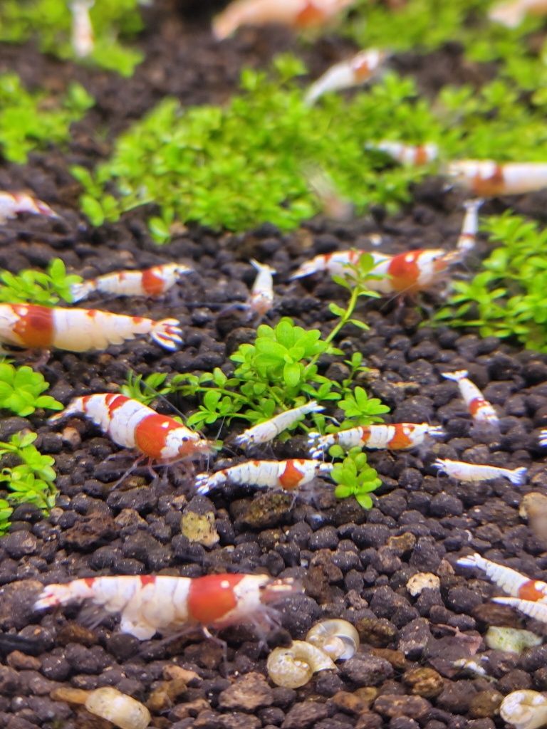 Camarões caridina Crystal Red crs e Golden bee