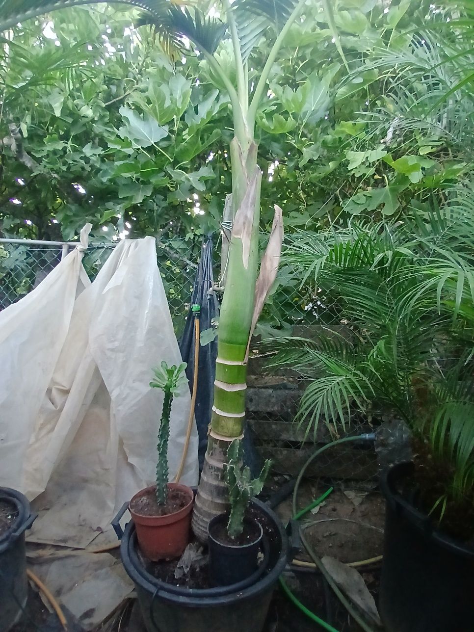 Archontophoenix Cunninghamiana