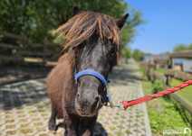 Malutki Kartofelek- kucyk do bezpłatnej adopcji