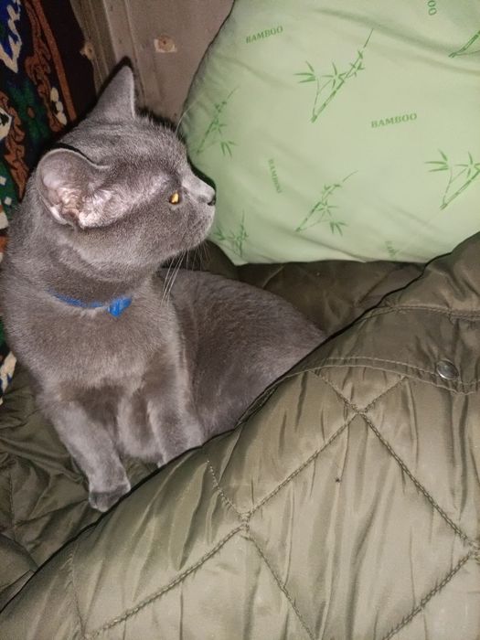 Допоможіть знайти за винагороду