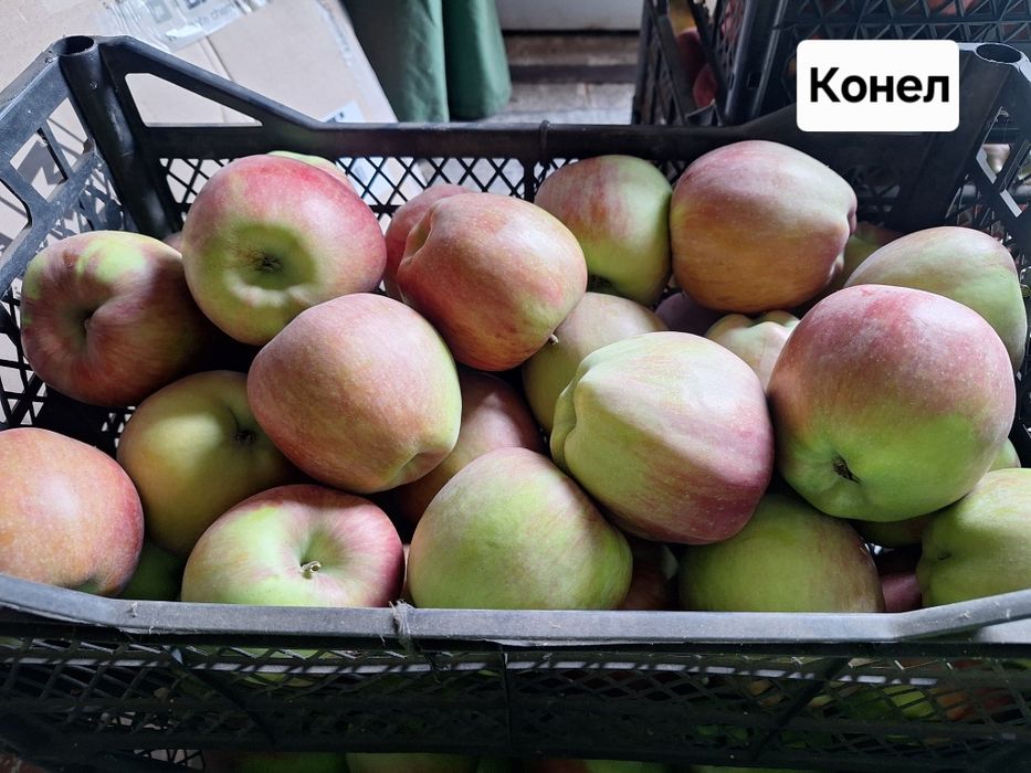 Продам домашні яблука