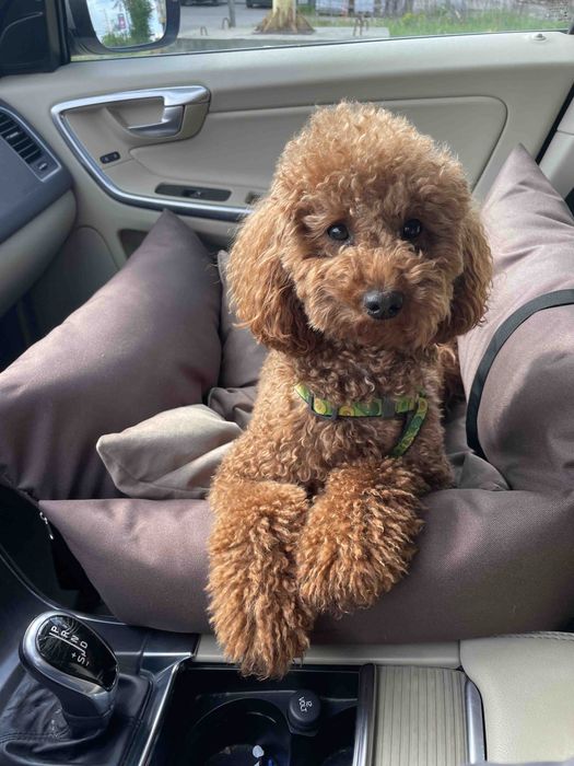 Переноска сумка для животных,лежак,лежанка