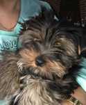 Piesek Yorkshire terrier