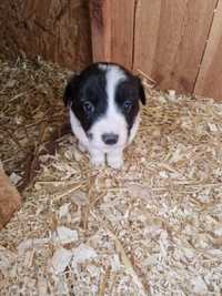 Suczka Border Collie