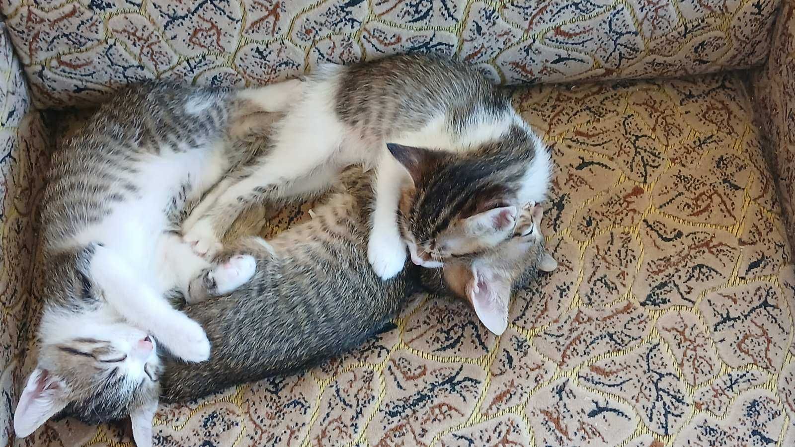 Маленькі котенята шукають відповідальну сім'ю.
