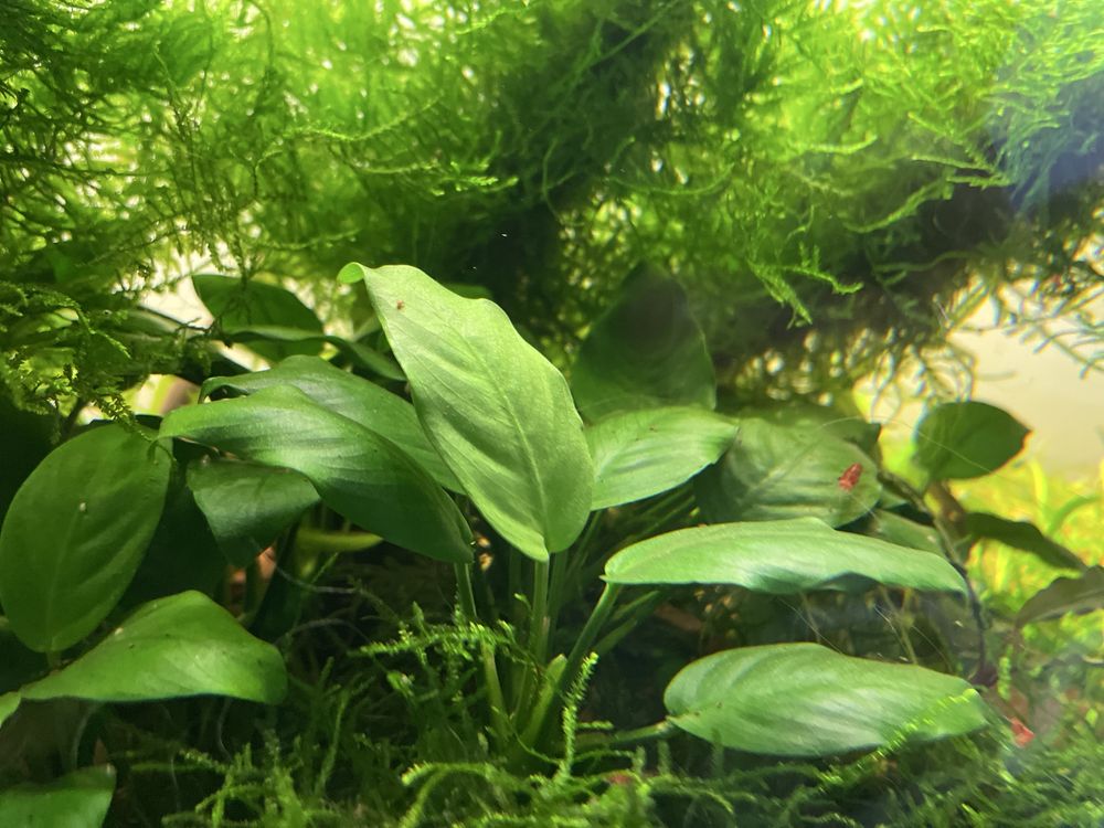 Anubias nana sadzonka