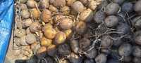 Ziemniaki odmiana Bohun wczesne 400 kg