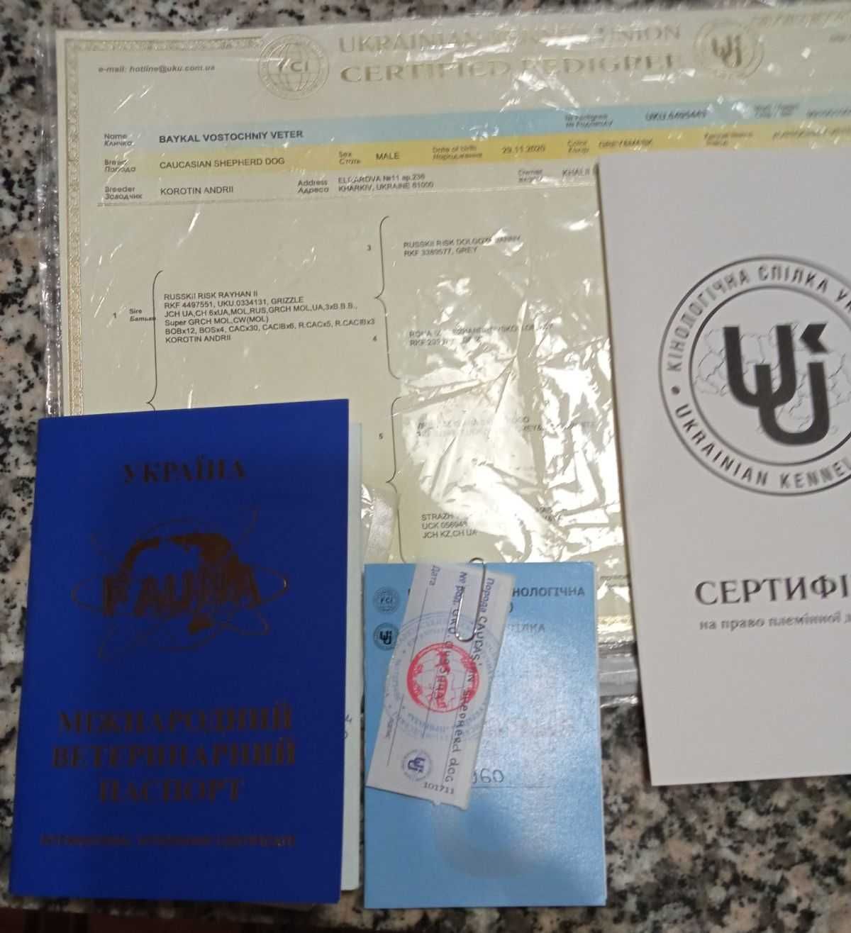 продам кавказькіх цуценят