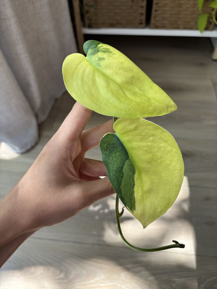 Scindapsus Jade satin aurea variegata - pędówka