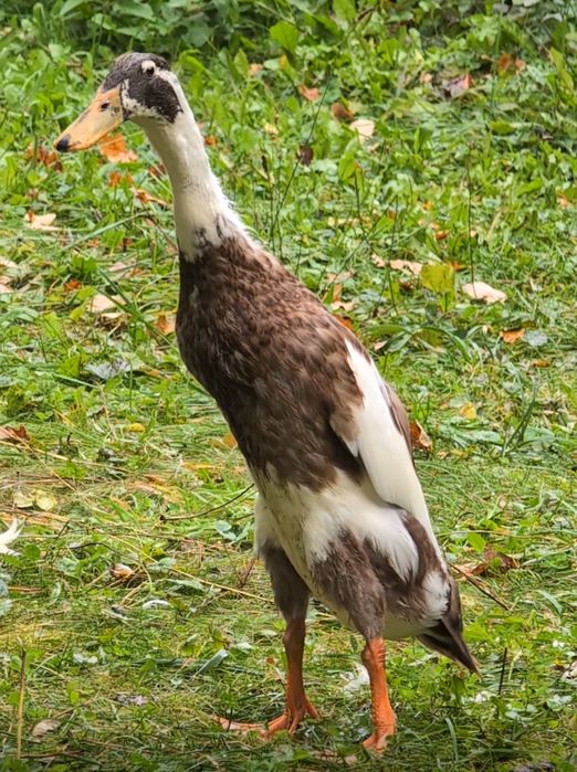 Biegus indyjski kaczor srokaty